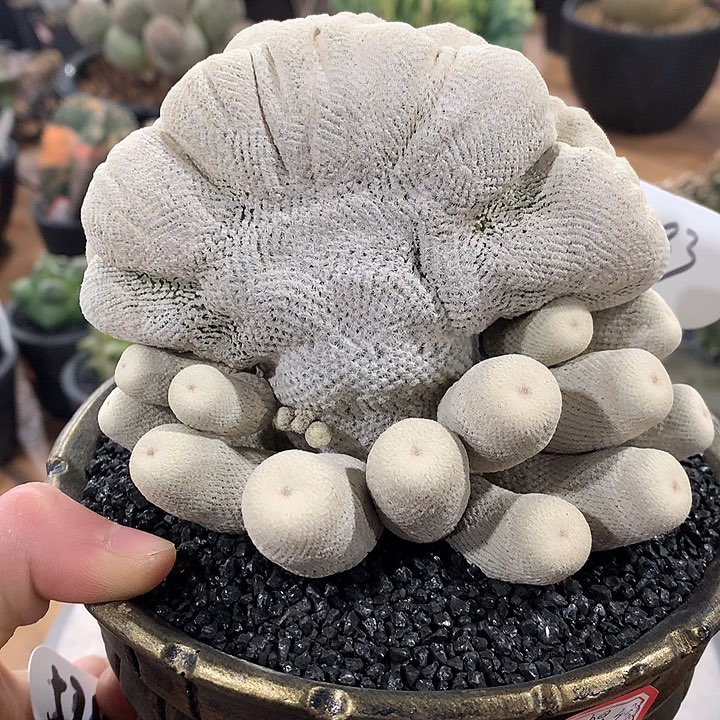 520小人帽缀化群66666666666