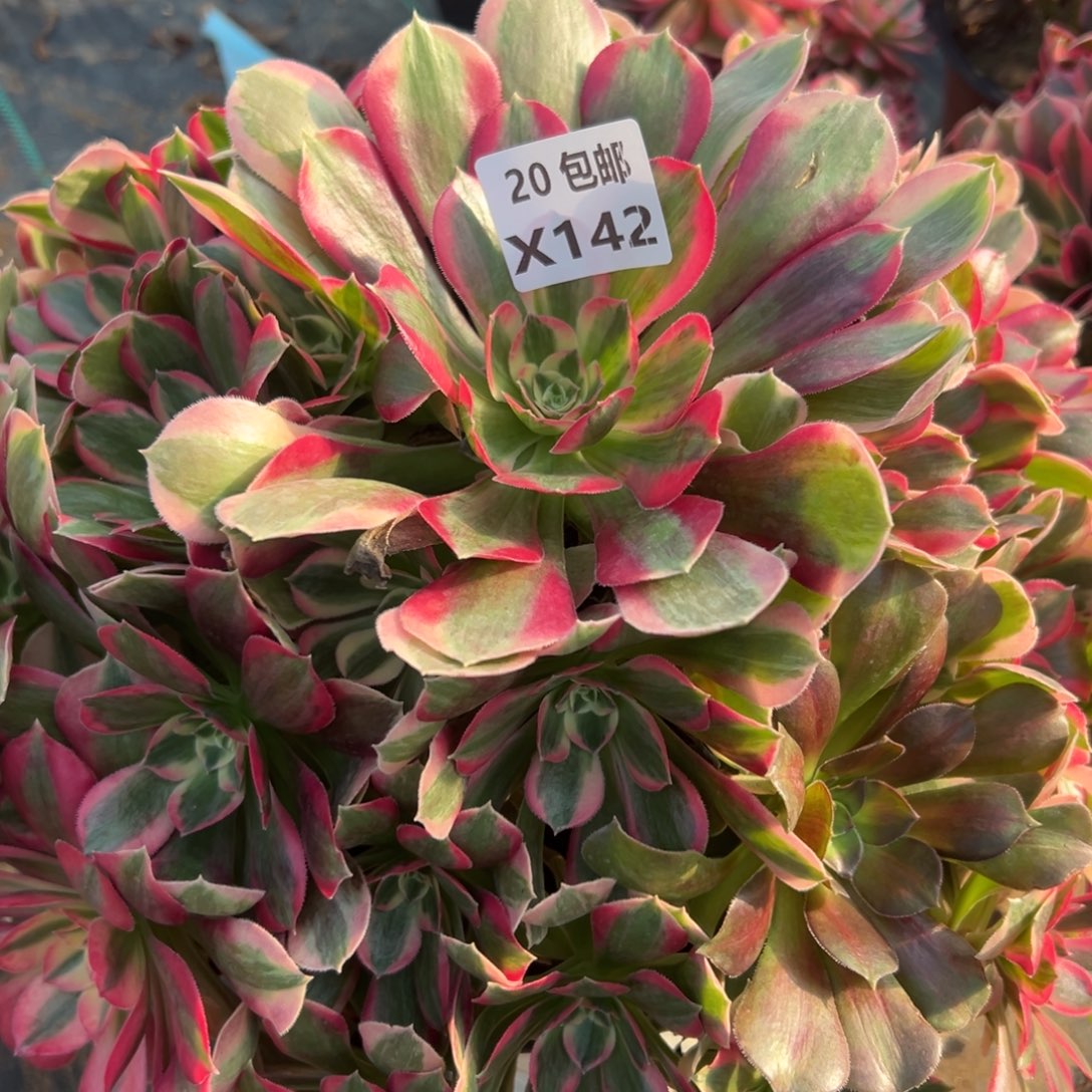 142妖月，满20包邮嘟叮熊