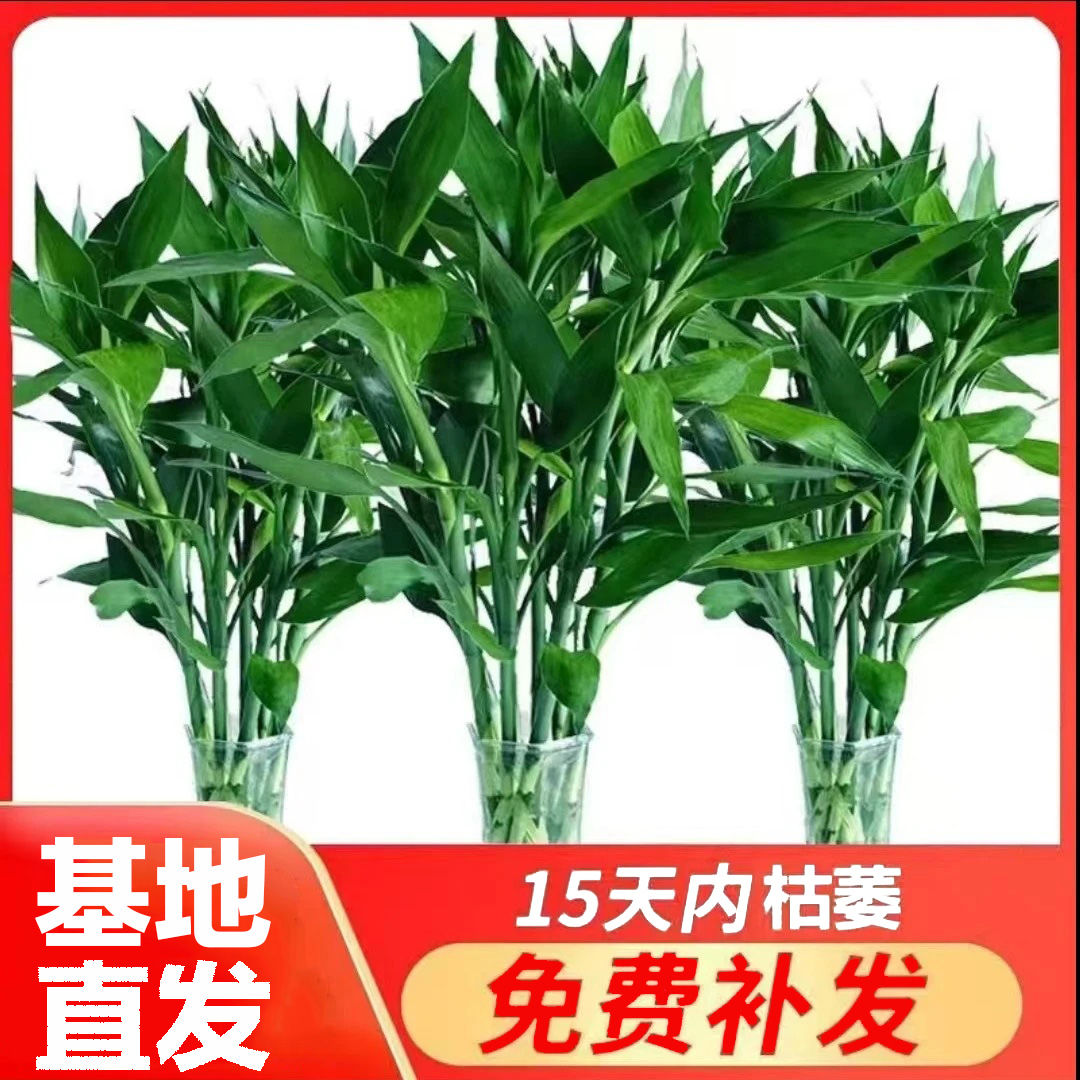 （基地直发）富贵竹大叶 室内花客厅招财水养绿萝转运竹节节高