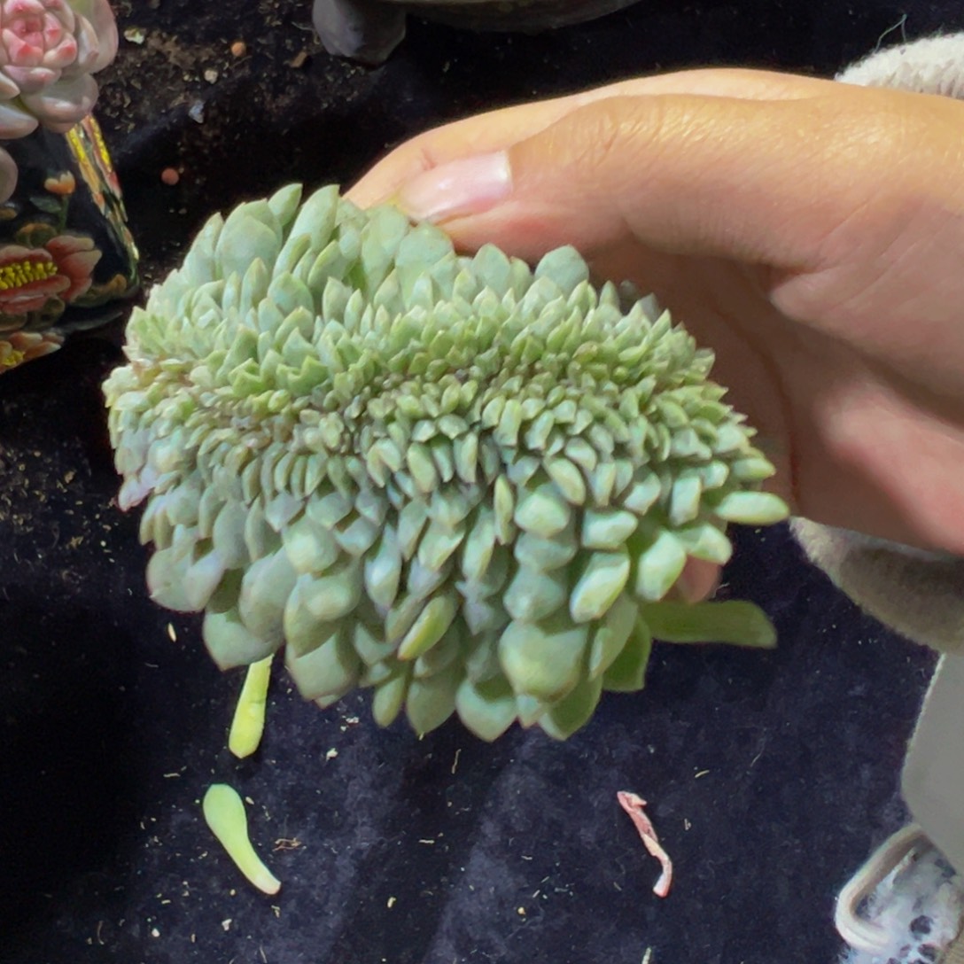 ****乐雪盐冰魄缀天天开心