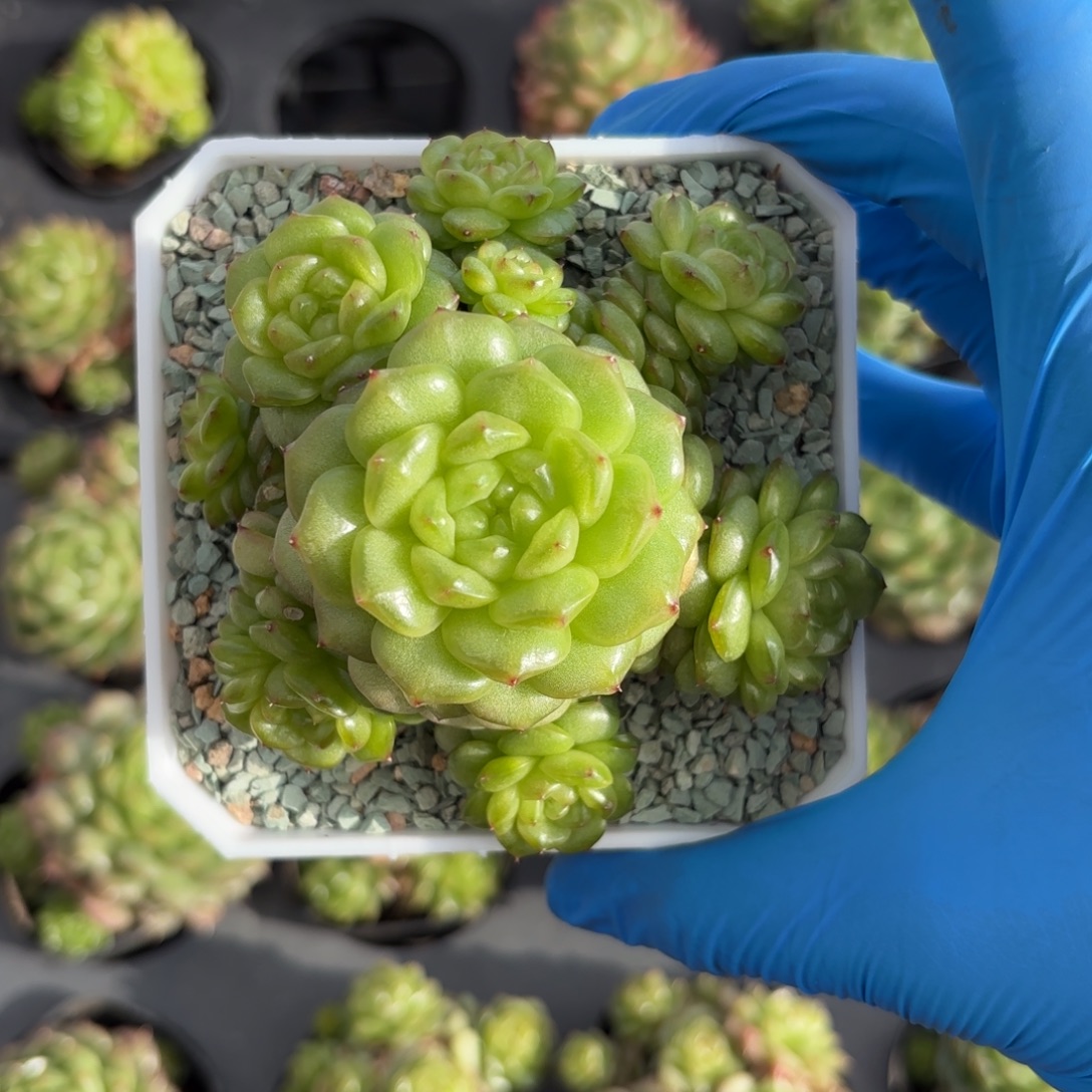 灯泡珍妮盆土发货