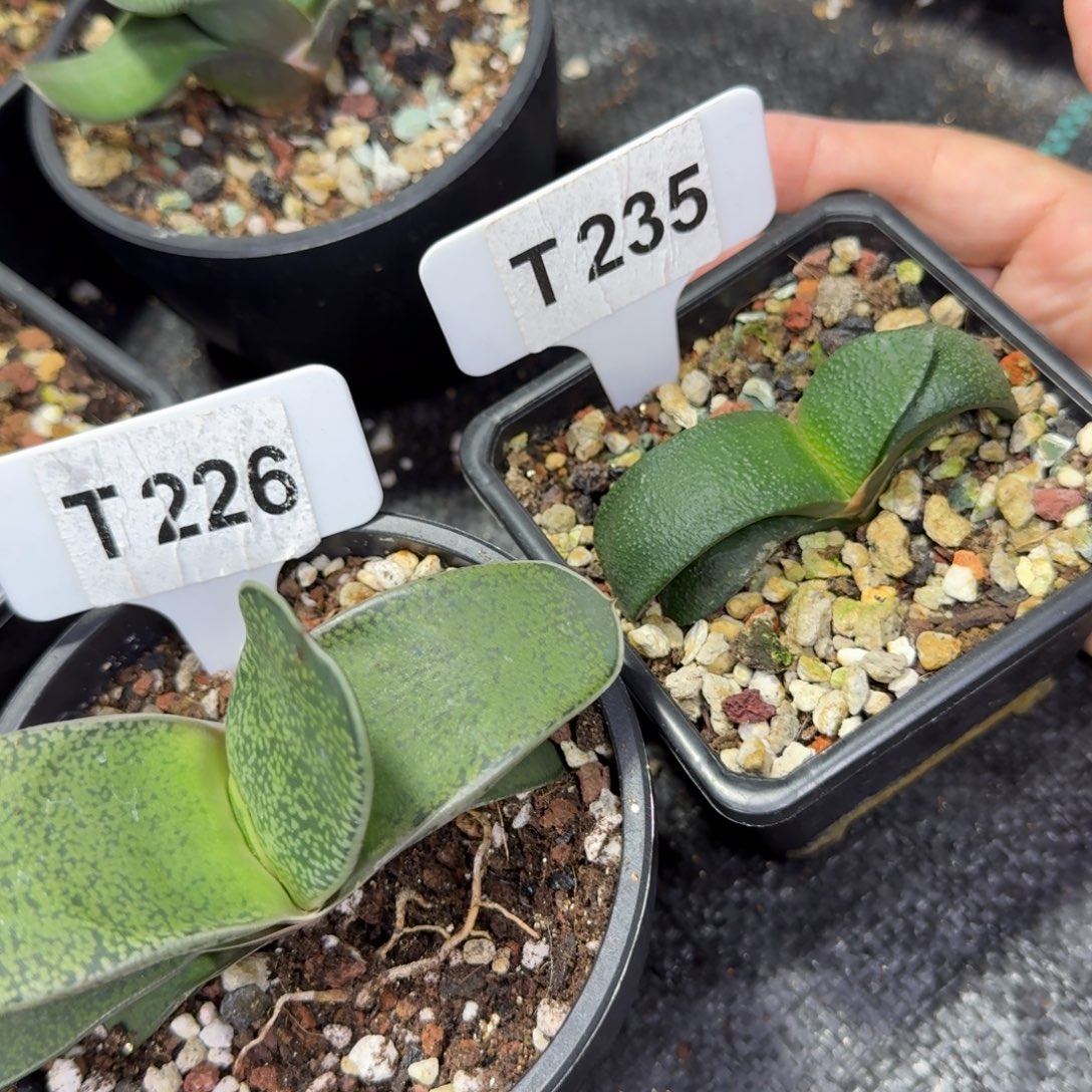 福利卧牛脱土发货