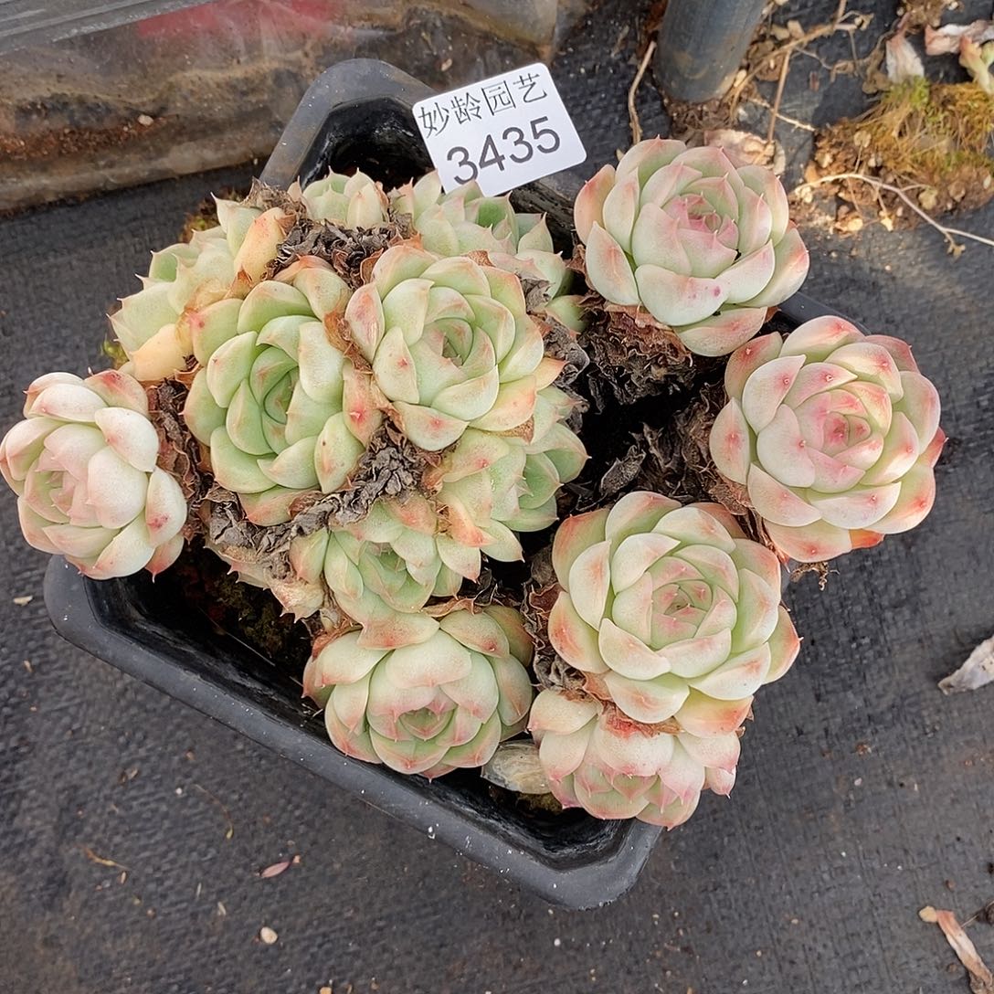 A***光3435散群掉头不售后～14厘米