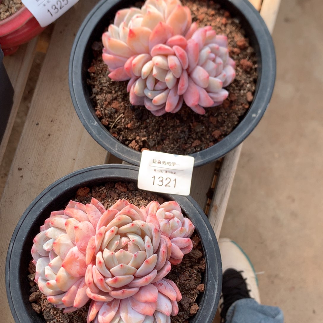 1321 成梦露群生两颗福利特价