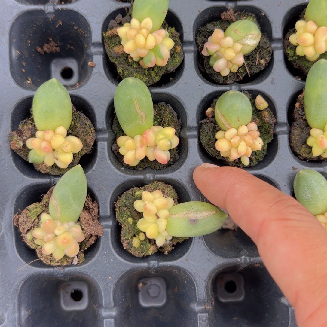 千代田锦一颗量拍