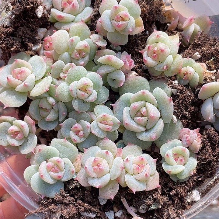 OTO多肉优选dy2392