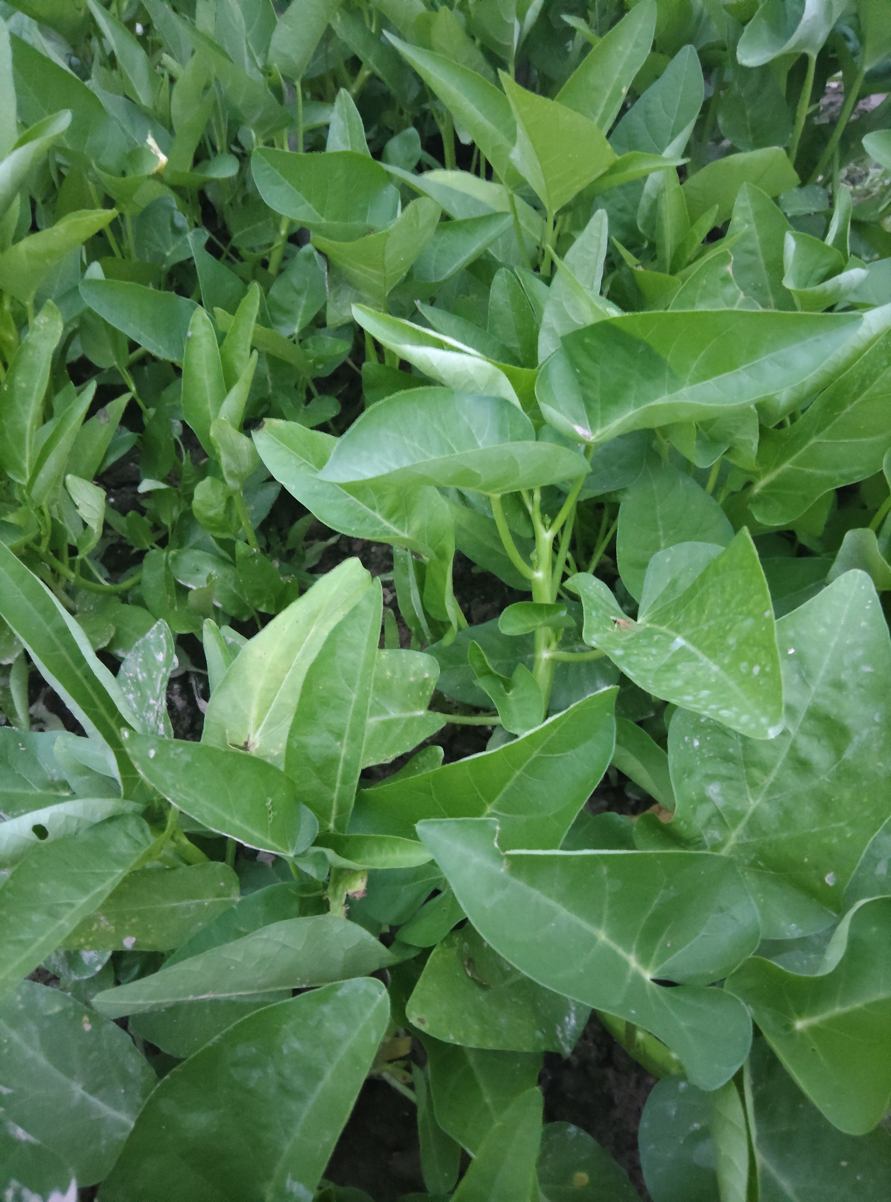 农家露天种植土培空心菜(去叶，不售后)