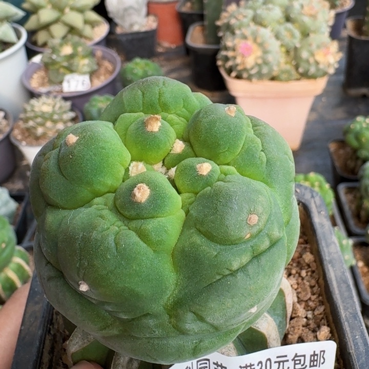 526五棱大皱油仙