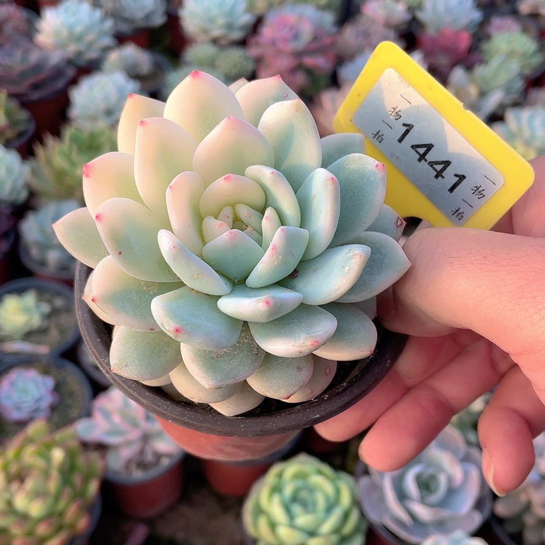 阿***啊1441号多肉植物组合
