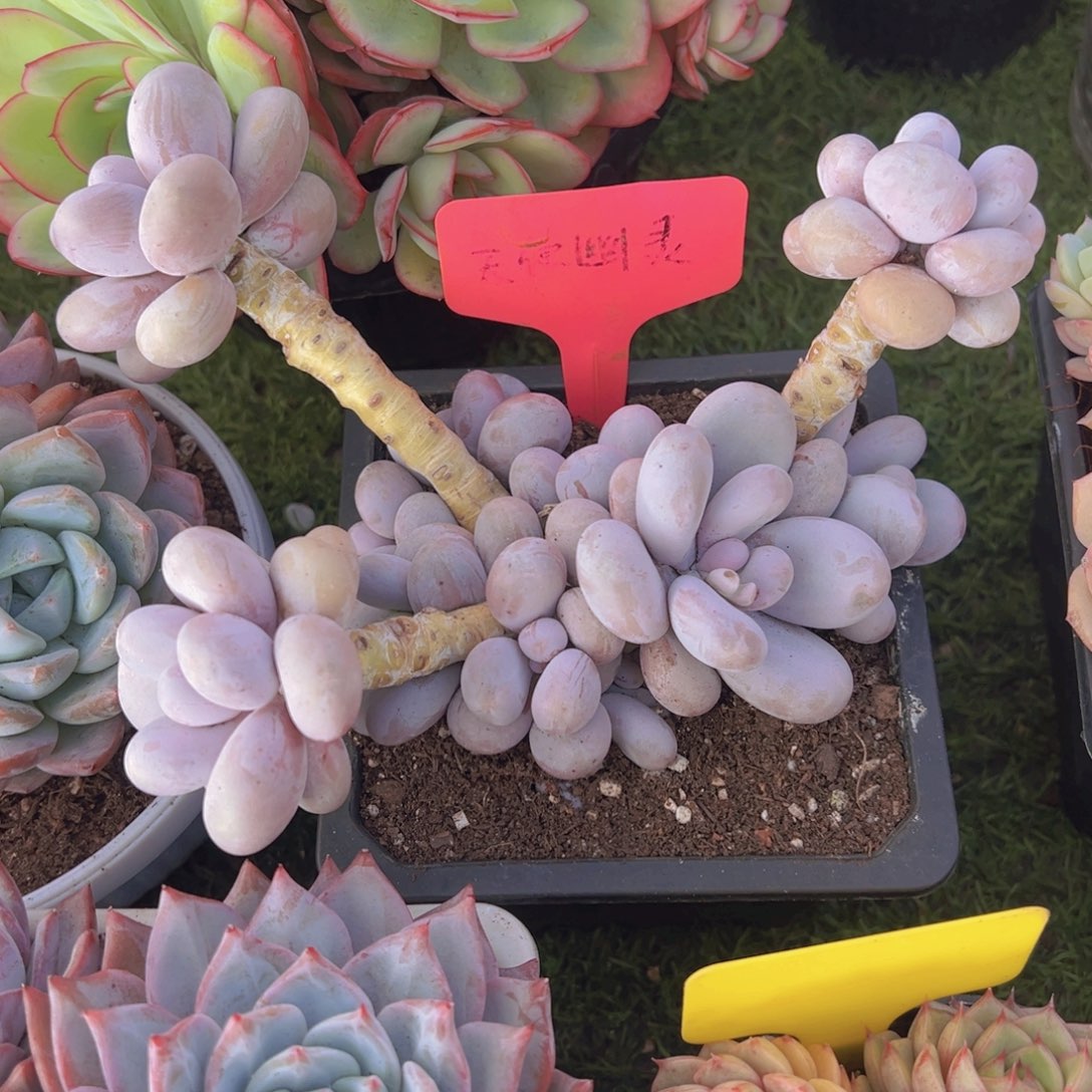 香玉的故事是一个人的