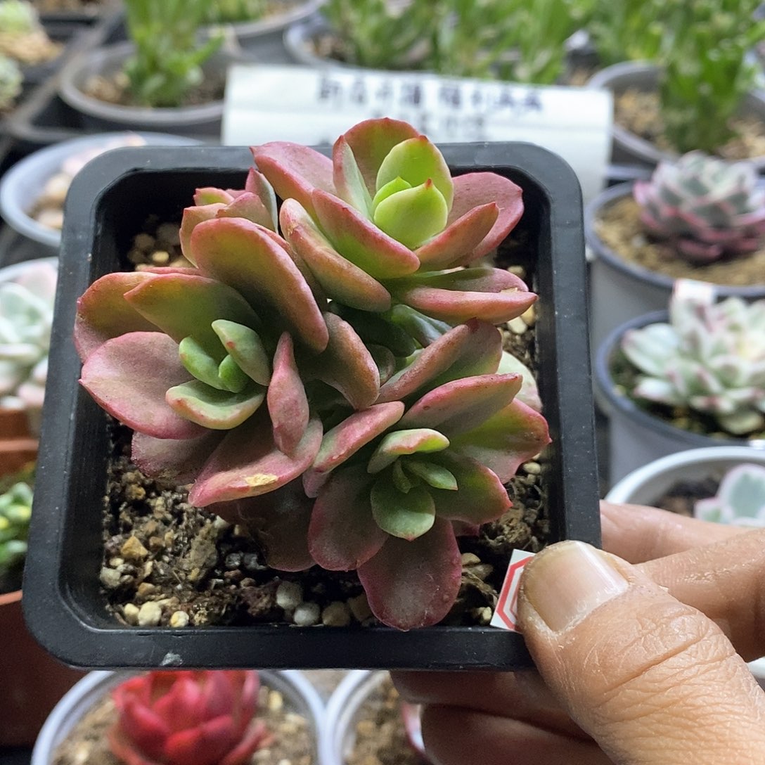 1795红梅糊斑锦群多肉