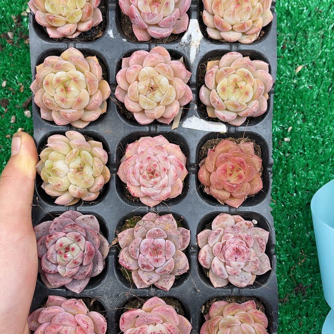 多肉一物一拍9-105