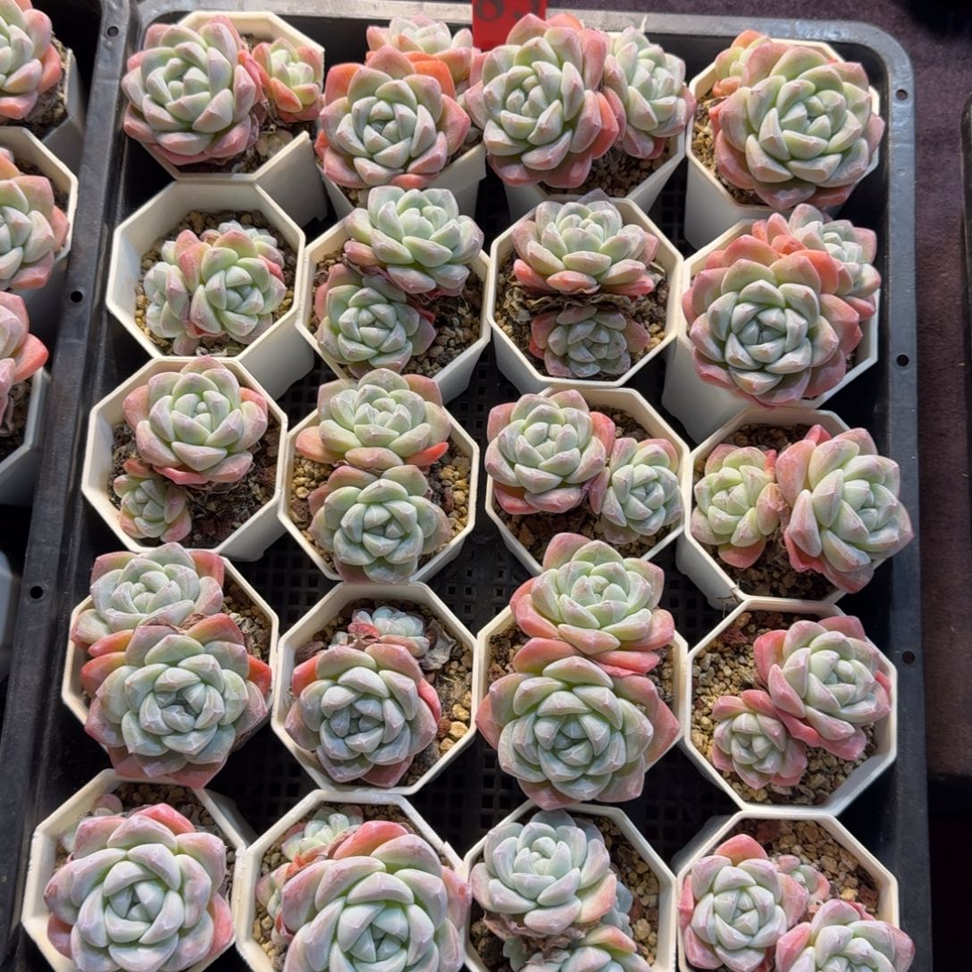 冰玉一筐一物一拍不包整85
