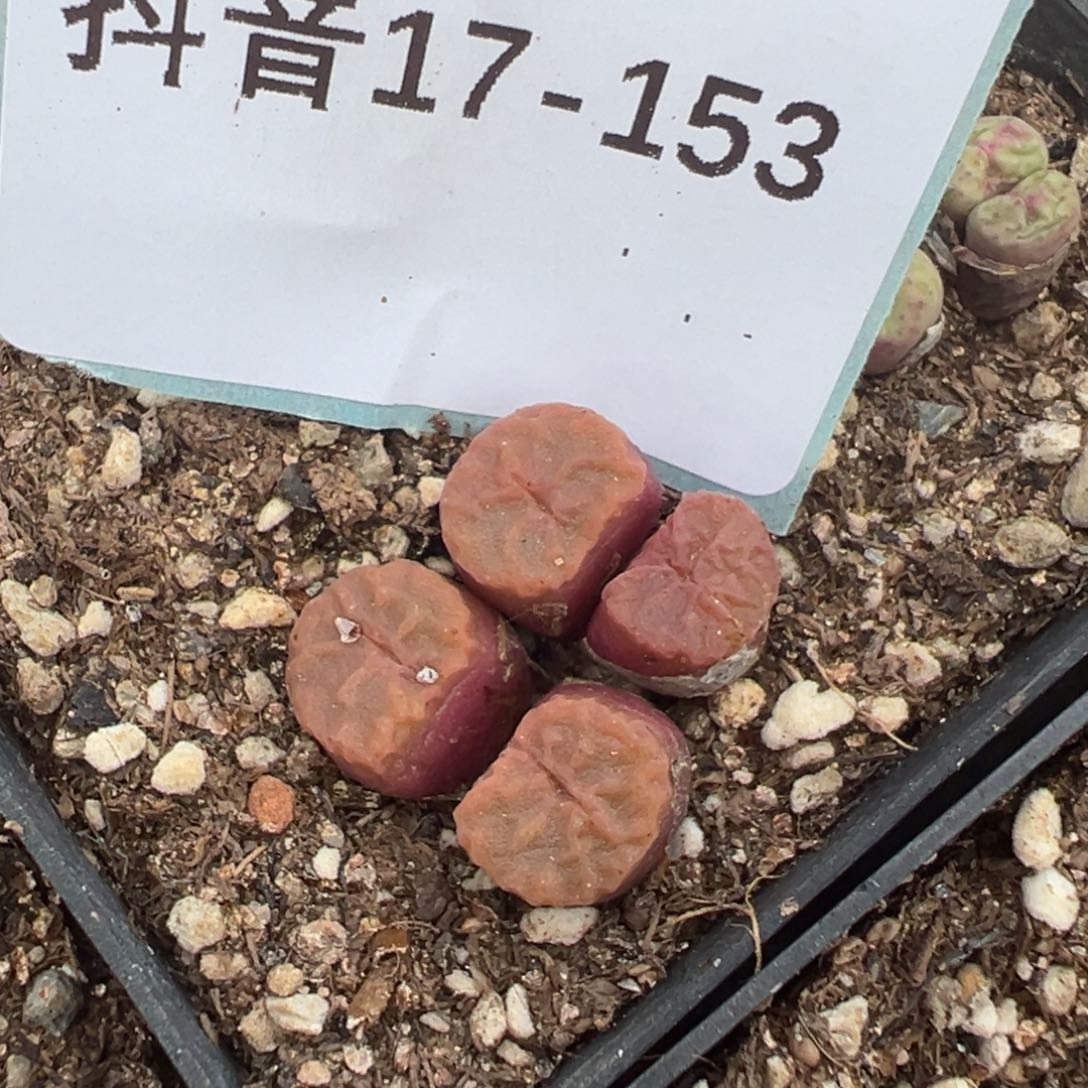 17-153肉锥多肉植物