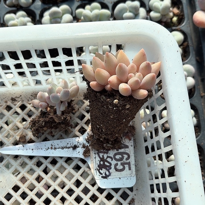 九*三xnxmxmcbcn465