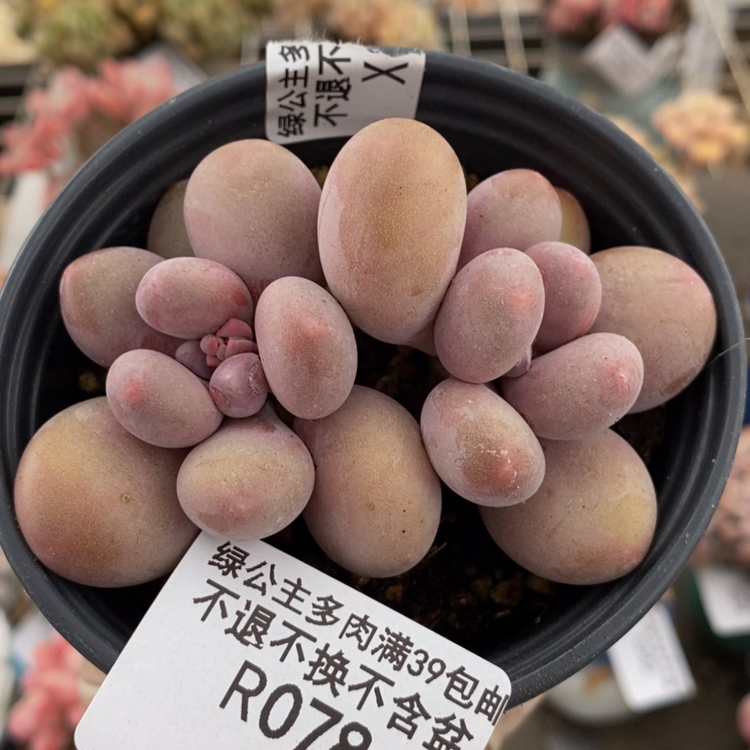 蛋黄奶酪078/7c m