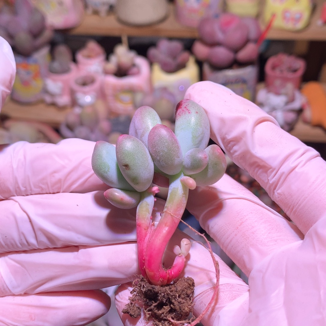 米可奶酪多肉叶插苗