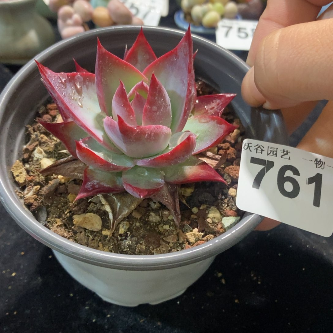 761惊鸿仙子带盆土