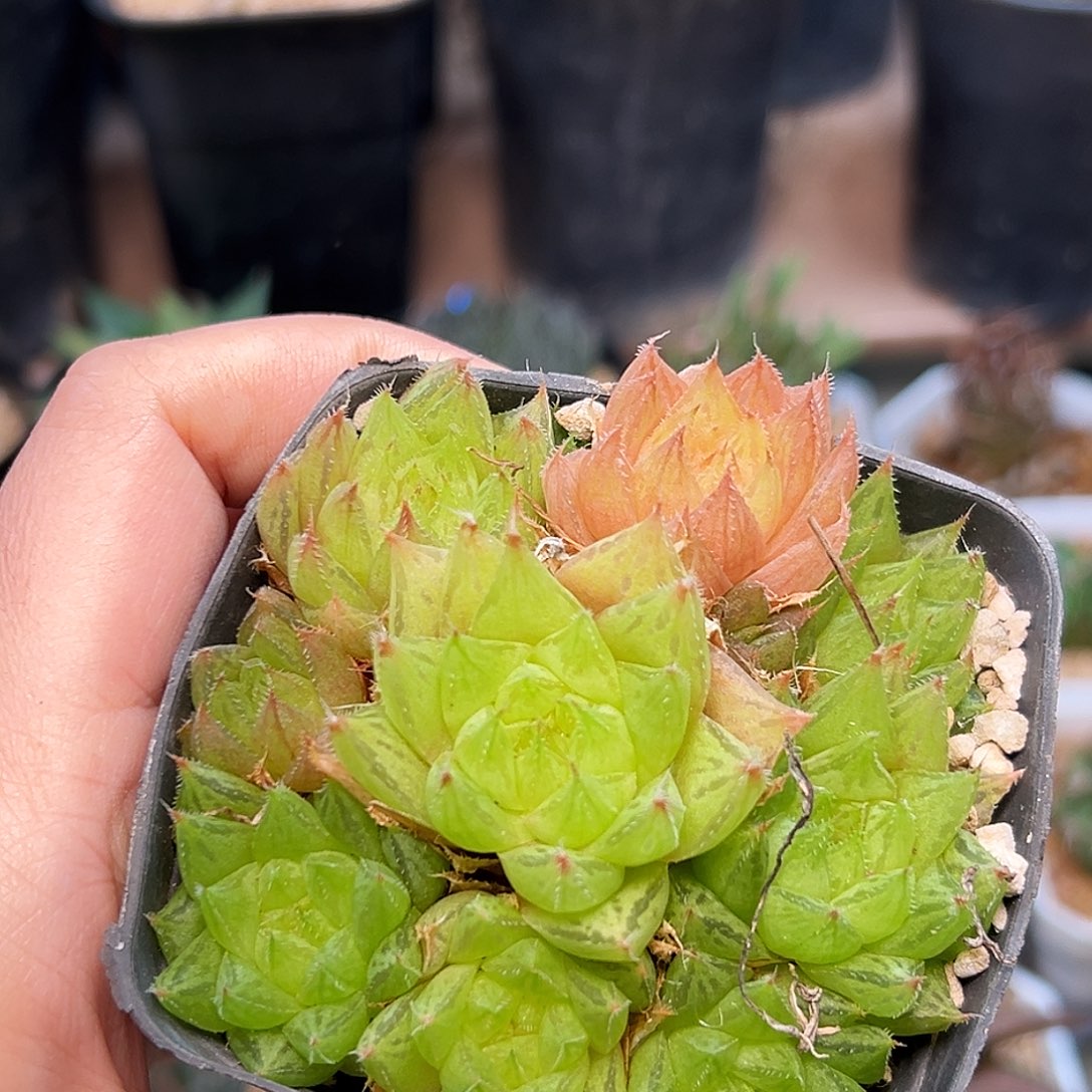 原始粉玉露一颗一颗一颗一颗