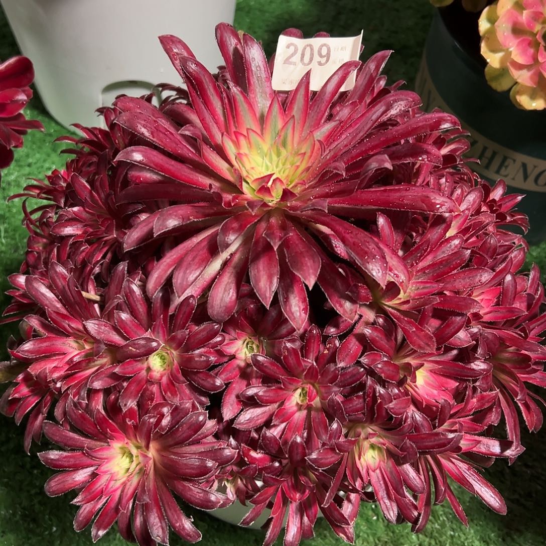 209朱雀多肉法师植物