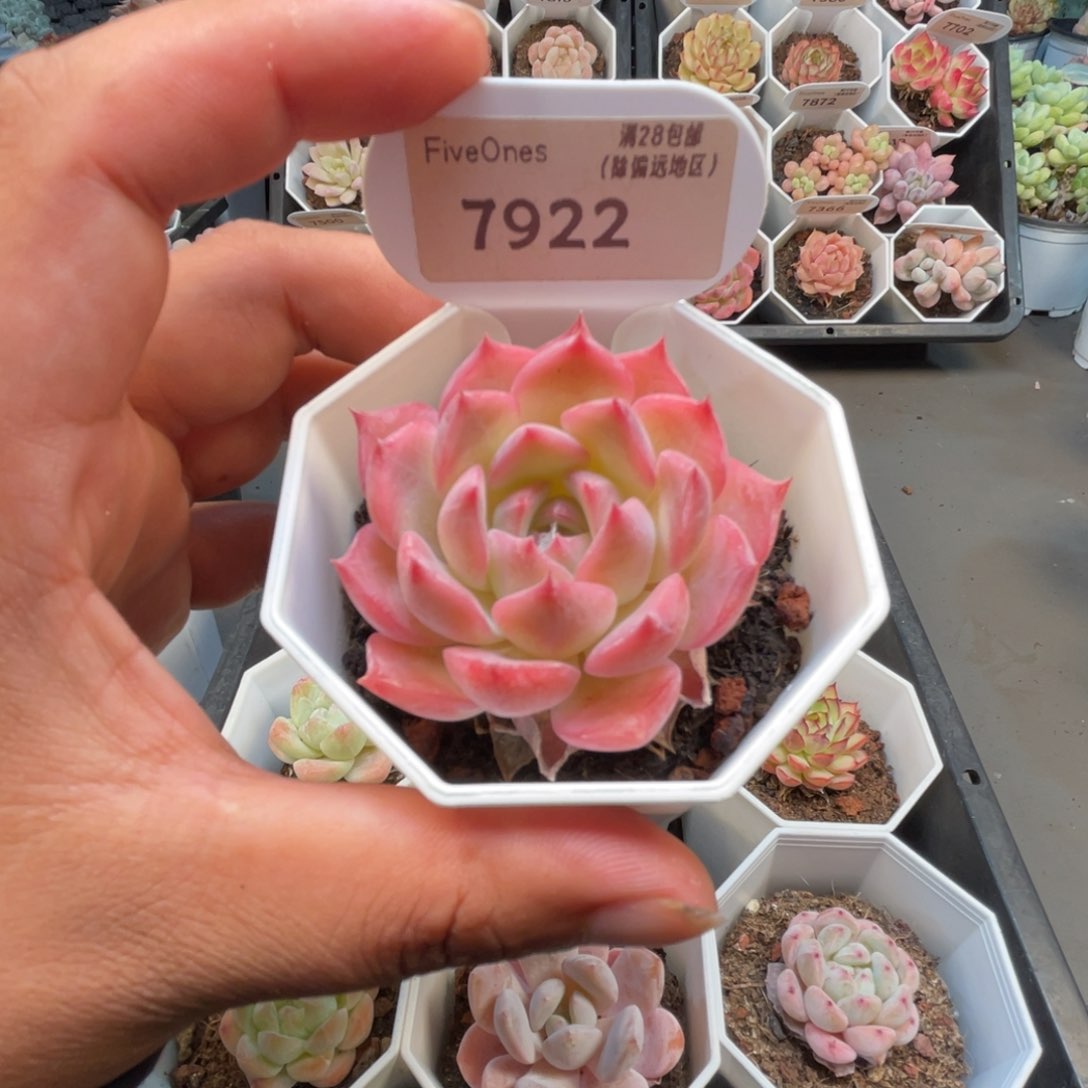 7922卡林娜4.5厘米