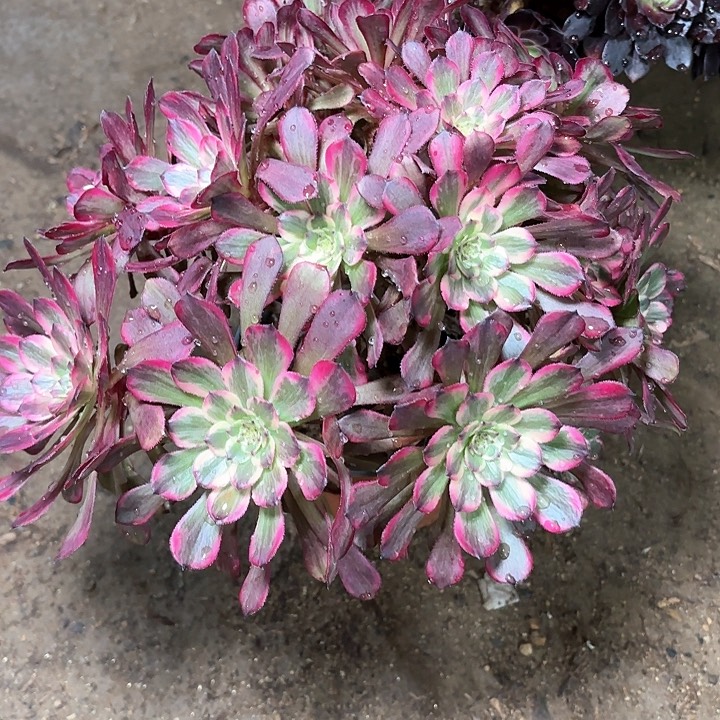 多肉植物法师烟花9