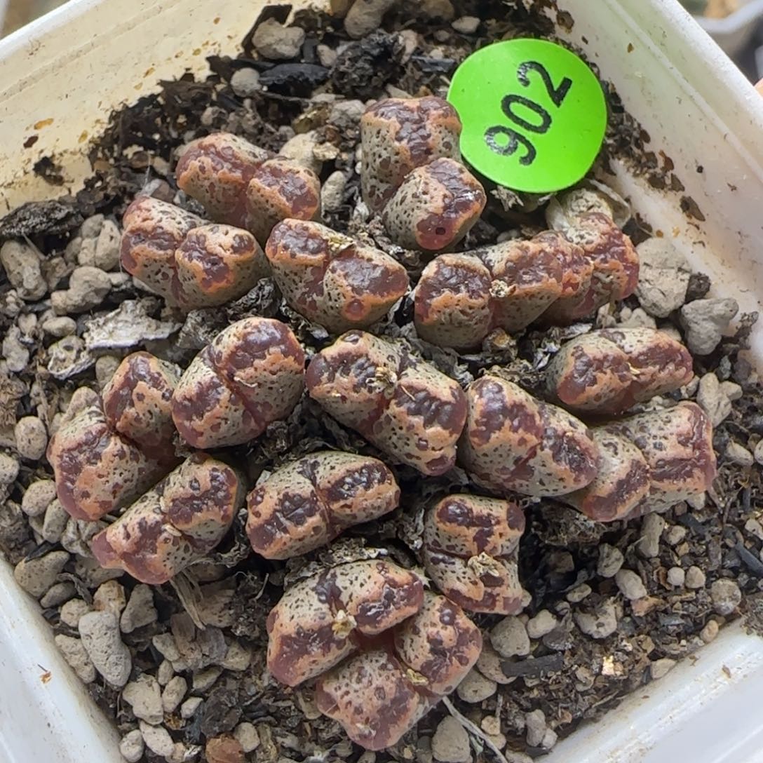 勋章群多肉植物902