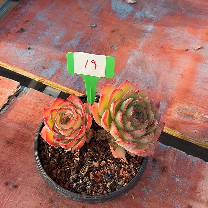 雨***烟19晨路一个脱土多天^_^肉