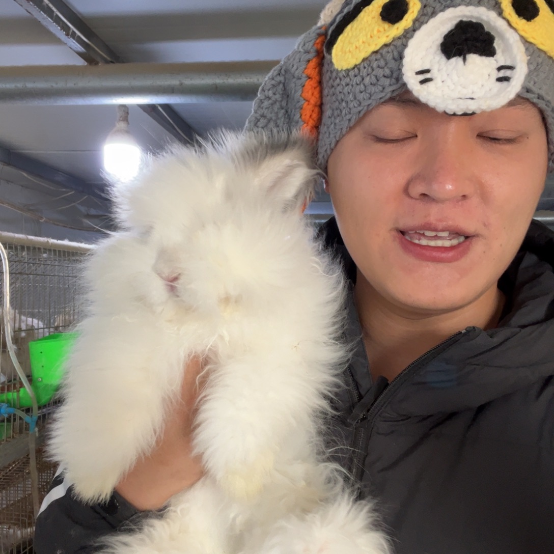 无***无宠物兔英系安哥拉兔