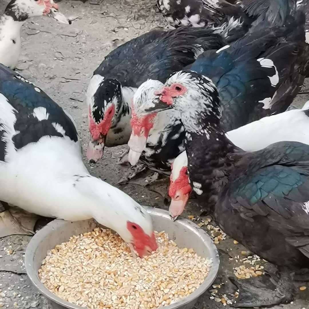 宠物大种黑番鸭35只（包邮）