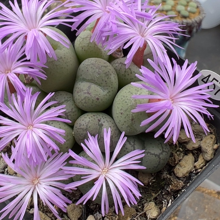 457号这颗多肉有点好看