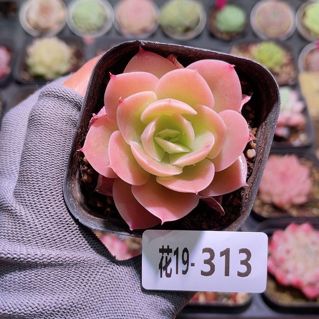 花19-313柠檬酸陈