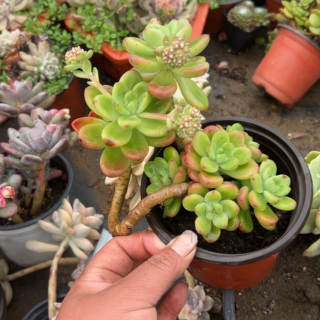 多肉植物多肉植物