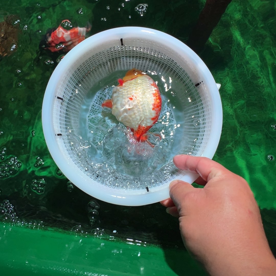 番***吃金鱼潘氏金鱼兰寿金鱼