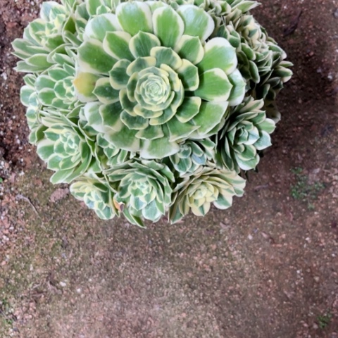 雨*多肉植物迈巴赫锦。