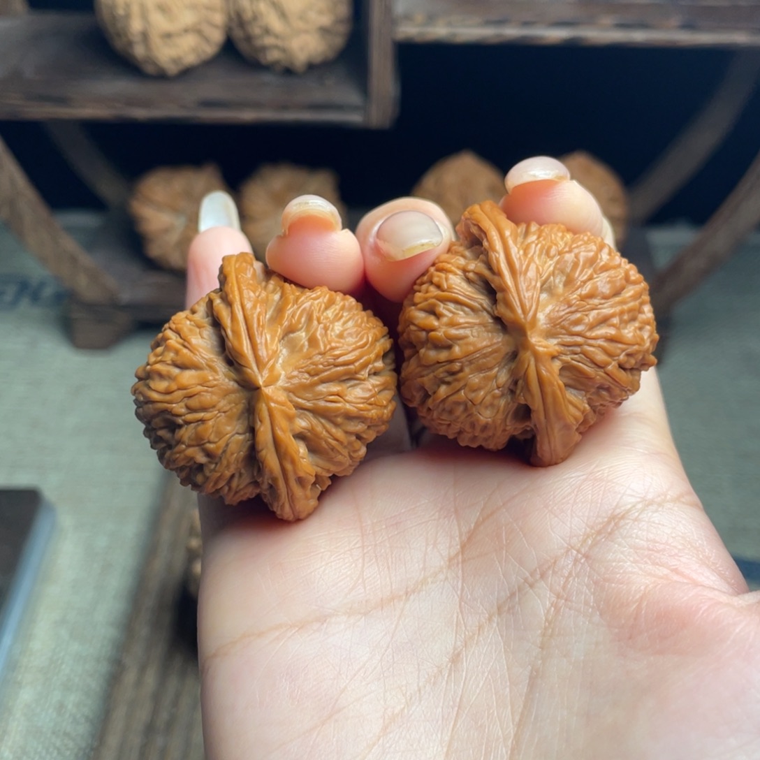 木质白狮子40 全品打底精配毕业红皮