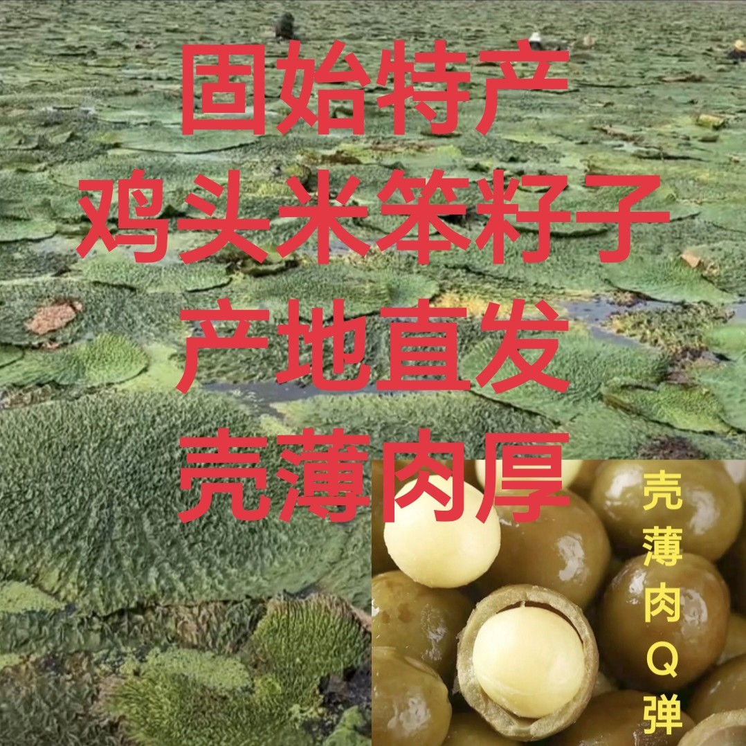 小果固始（芡实小镇发货）直径9~10毫米左右门牙嗑开笨籽子小不推荐