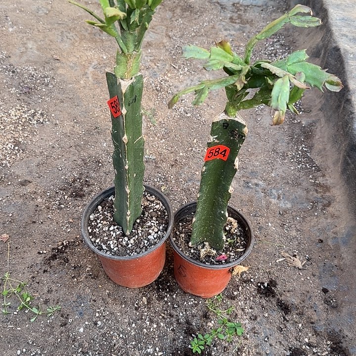 584+585嫁接蟹爪兰：日出+君主皇冠（无花苞）