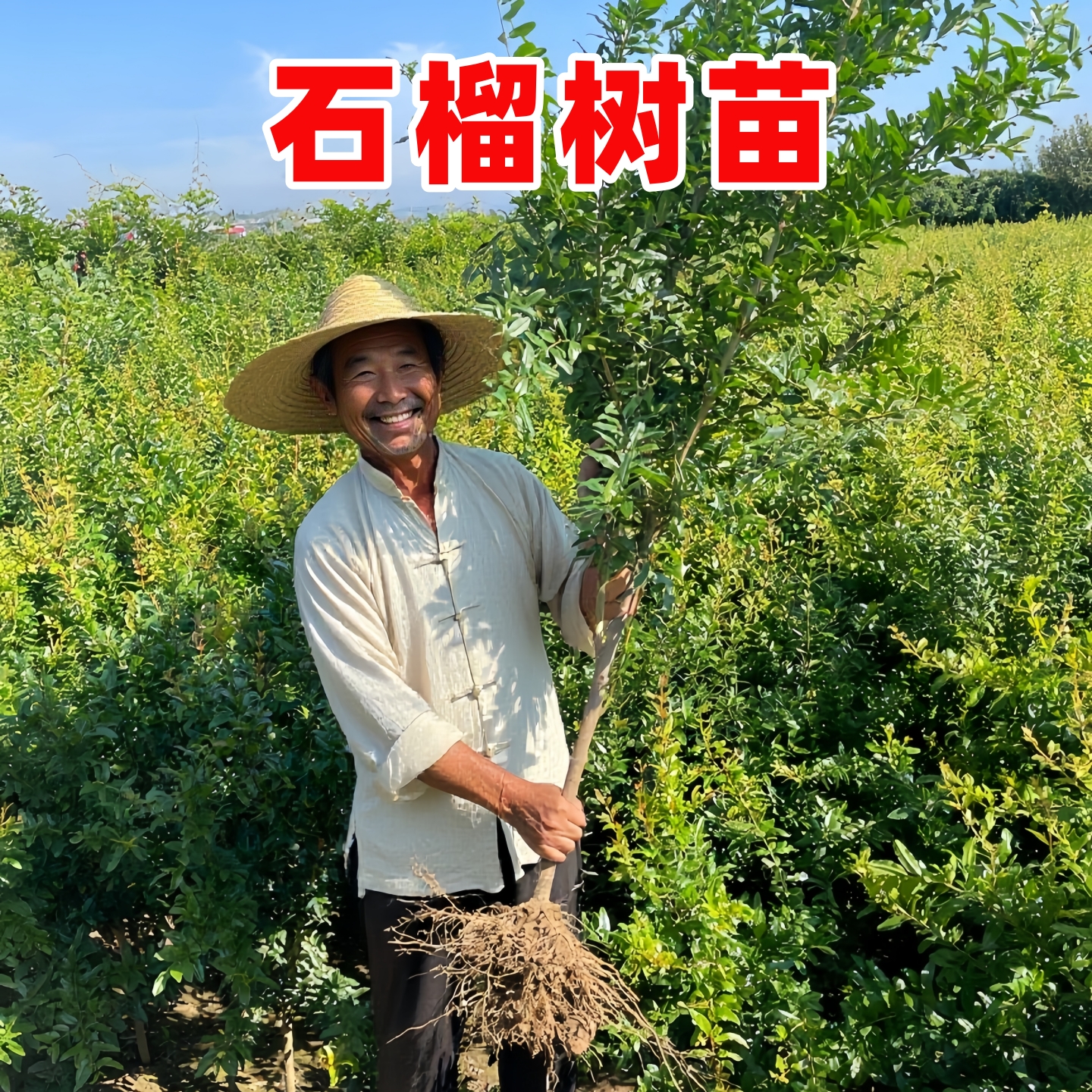 突尼斯石榴树庭院果树盆栽地栽树苗北方耐寒南方软籽无籽老桩苗树