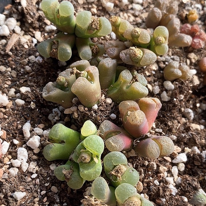 8596群生风铃一组     