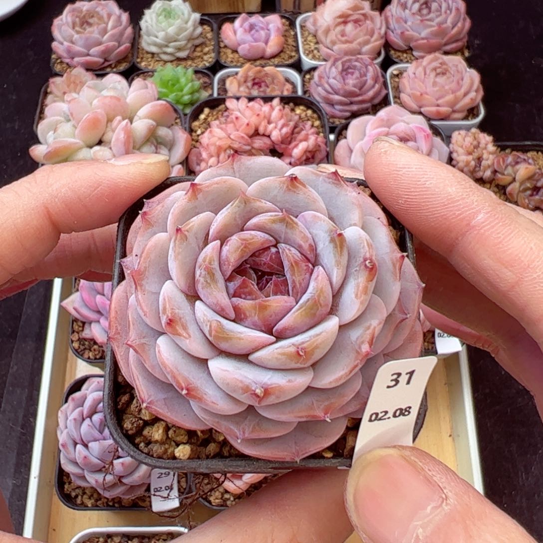 好看没名字31、哈哈