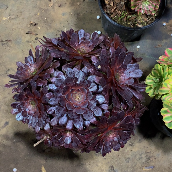 无花朵黑铜00000000