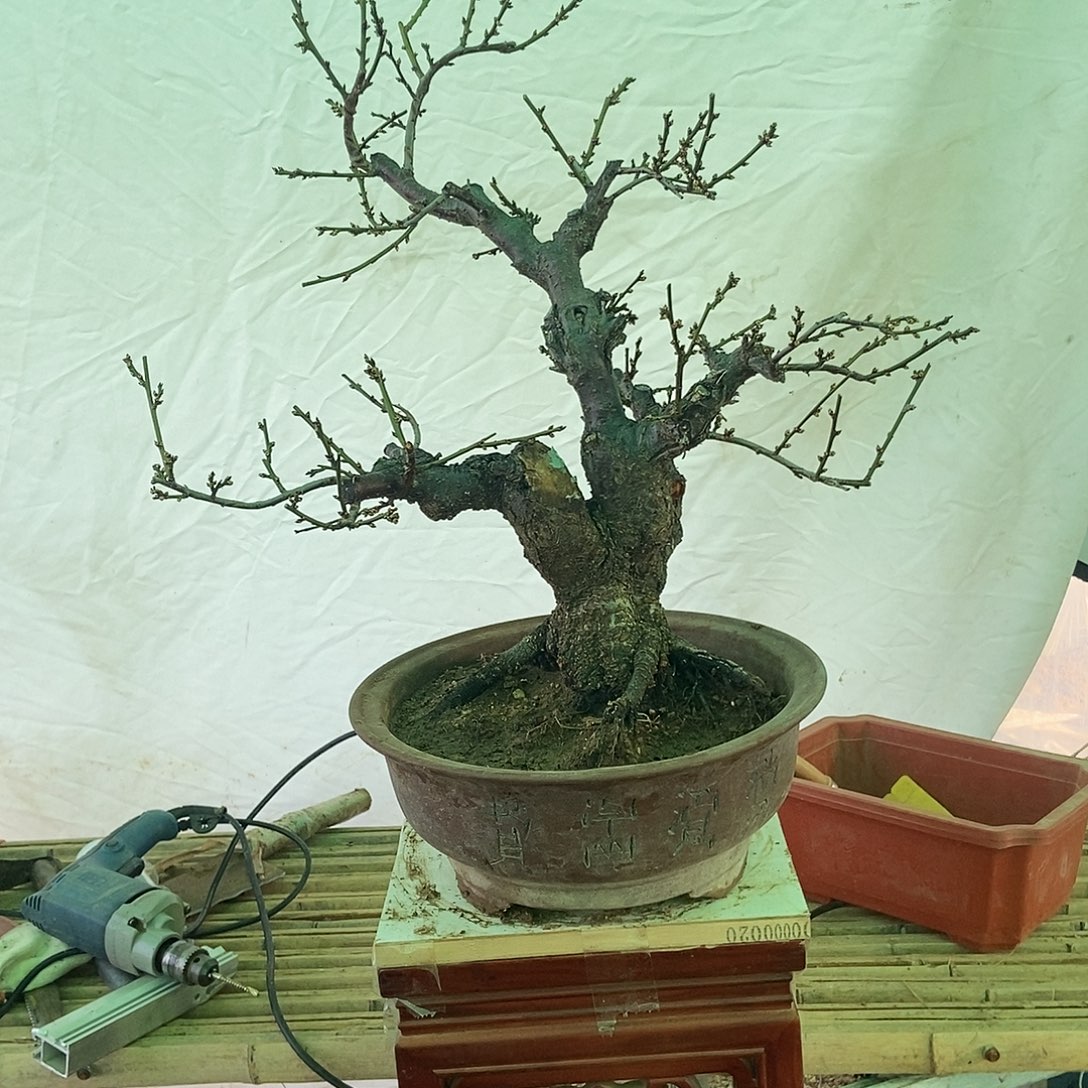 马***哥全部花苞野梅嫁接绿梅