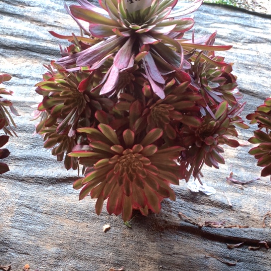 单**爸多肉植物仙子481