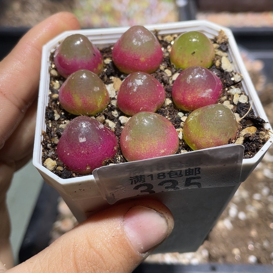 335当天凑满十八元包邮生石花