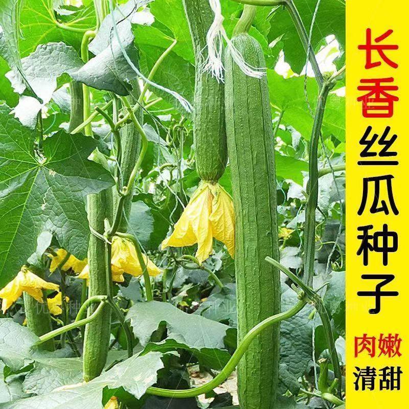 【长香丝瓜种子】高产早熟丝瓜种子长丝瓜种籽庭院种植菜种春播秋播商品图