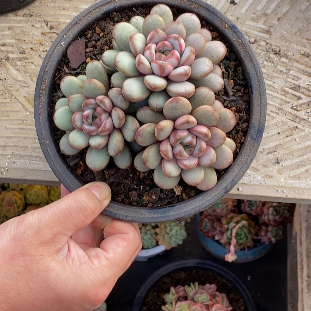 凝*48包邮一物一拍多肉