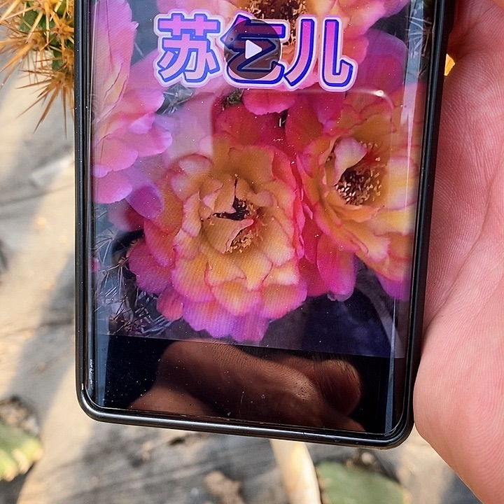 毛 苏气尔/侧芽歪20包邮/5公分左右