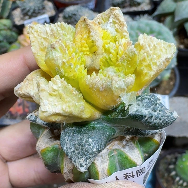 福利苗接龟甲锦551