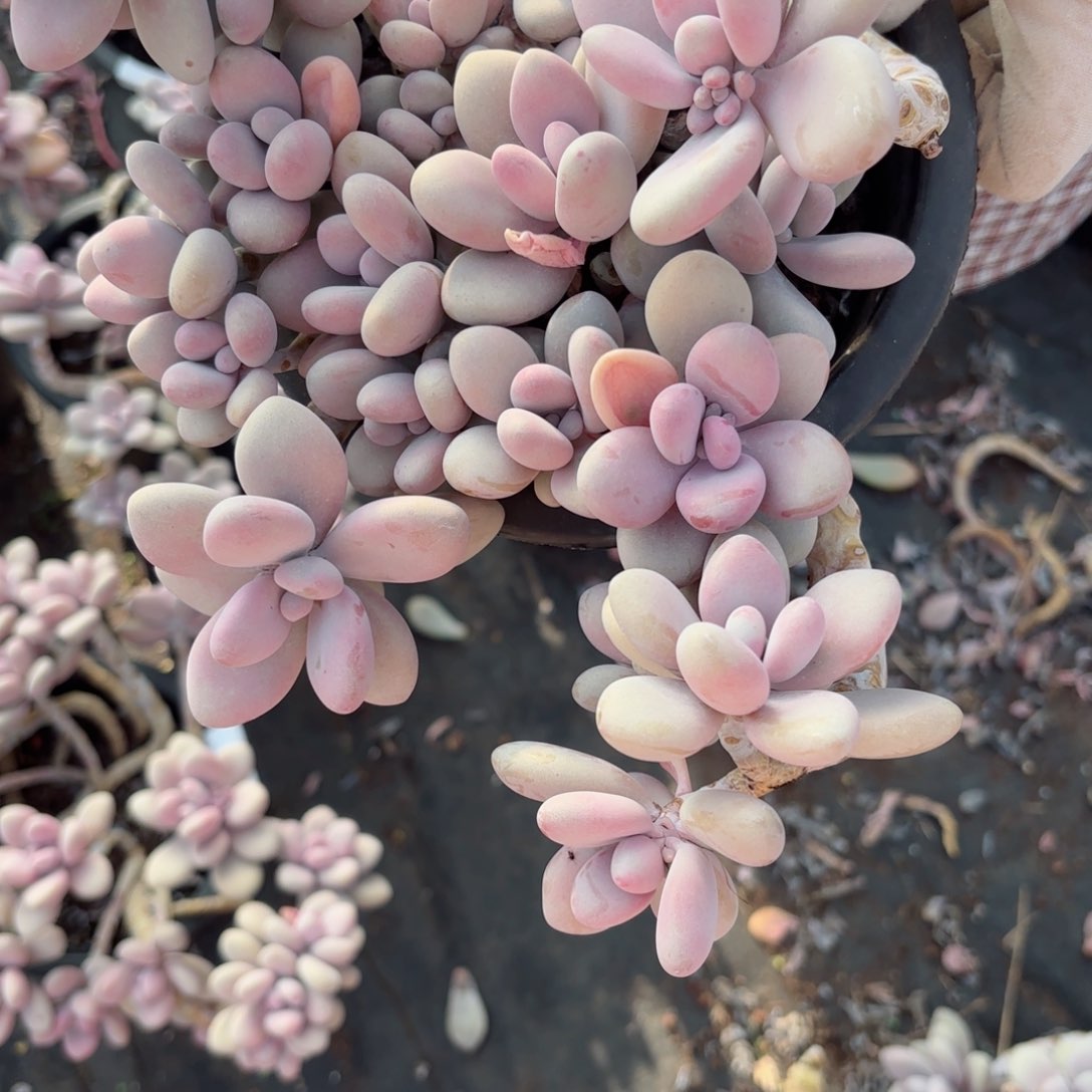 小**儿桃蛋1-59。          